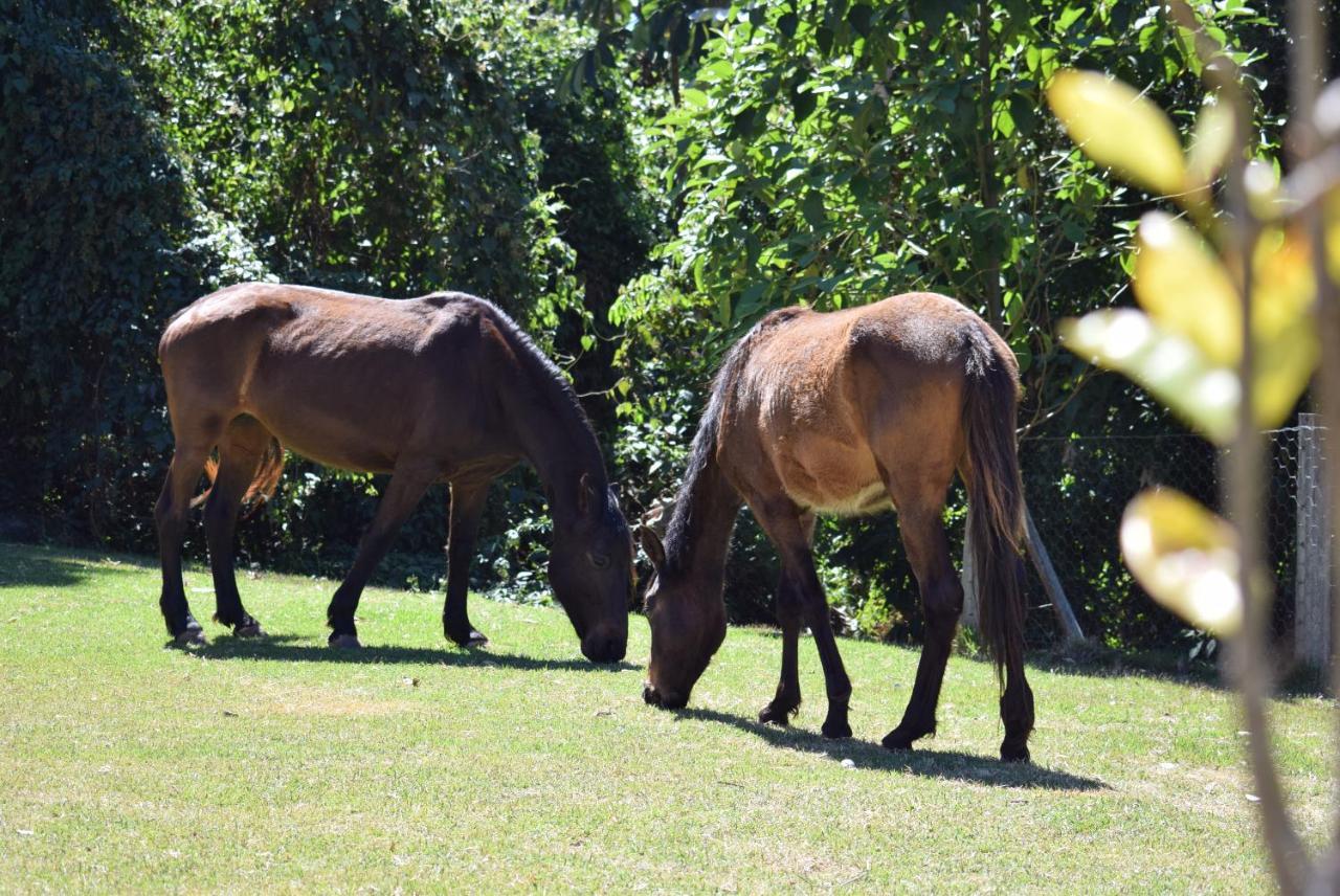 Pousada Appaloosa Aguas de Lindoia Ngoại thất bức ảnh